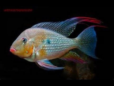 Acarichthys heckelii httpsiytimgcomviTxe6Id8VcF8hqdefaultjpg