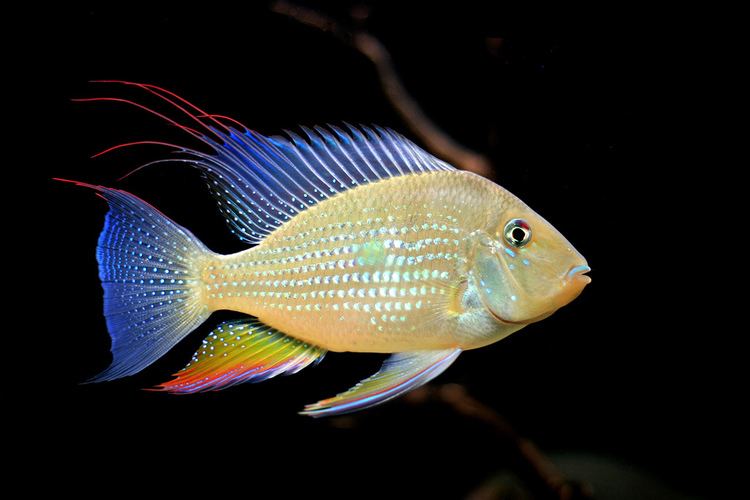 Acarichthys heckelii Acarichthys heckelii Threadfin Acara Seriously Fish