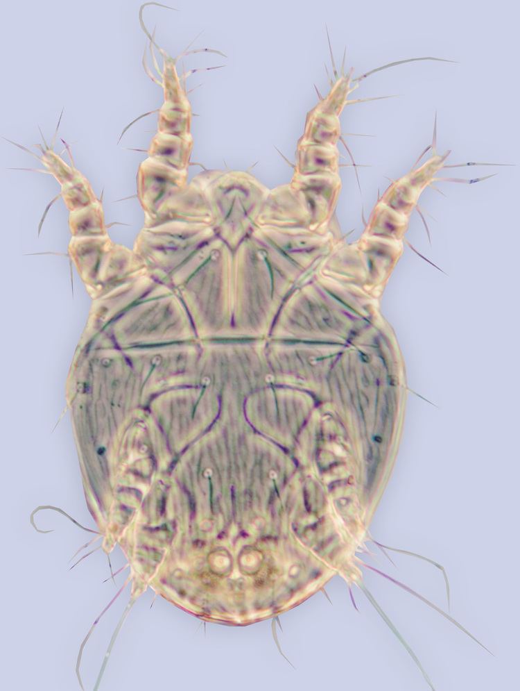 Acaridae Genus Diadasiopus OConnor 1997 family Acaridae