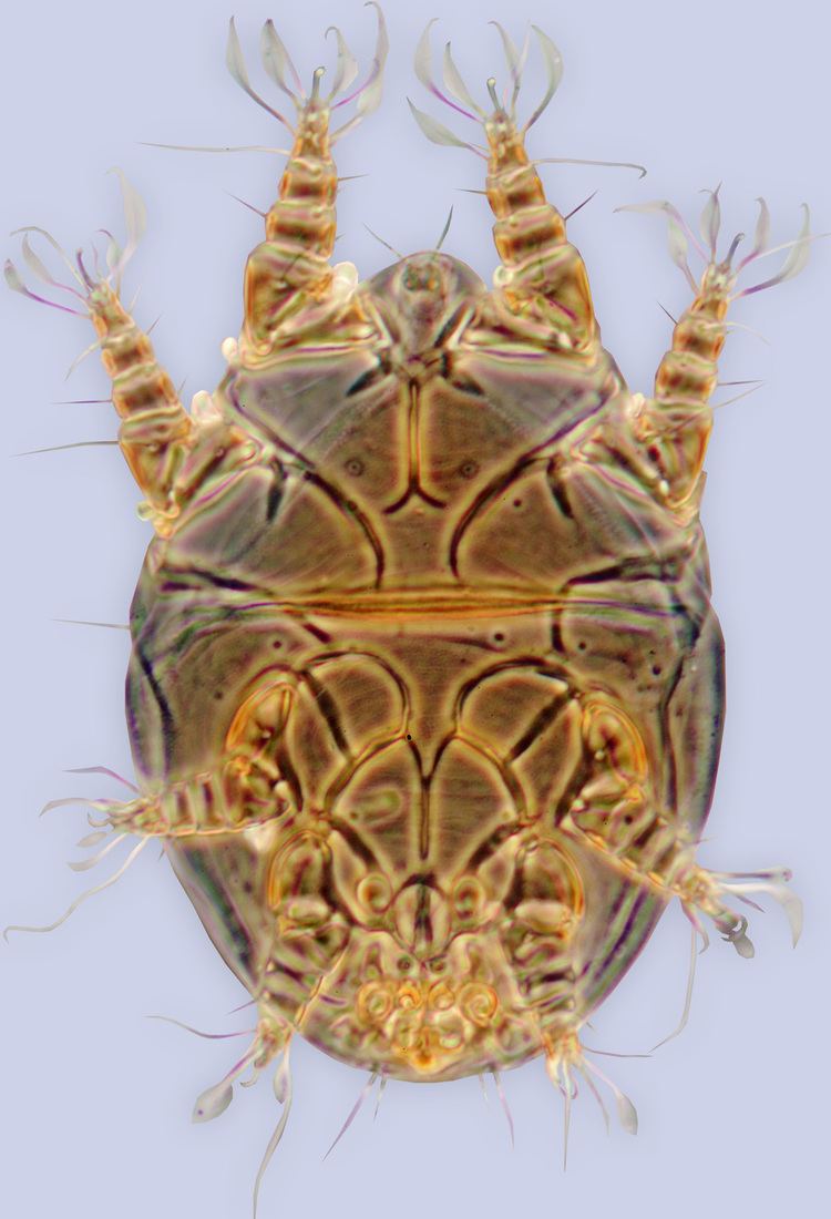 Acaridae insectsummzlsaumichedubeemitesSpeciesAccoun