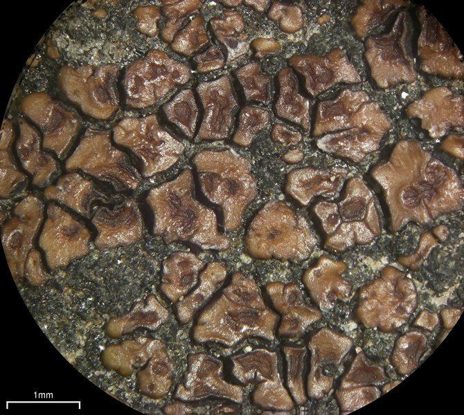 Acarospora fuscata Ways of Enlichenment Lichens of North America