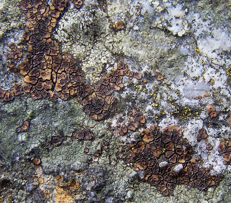 Acarospora fuscata Acarospora fuscata images of British lichens