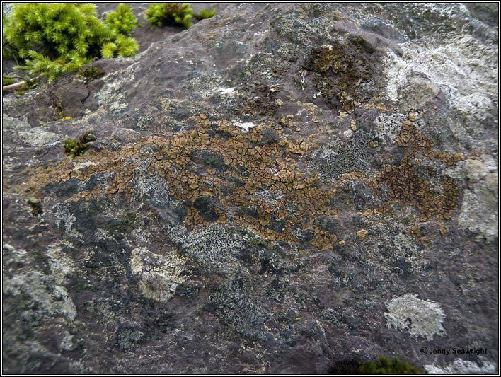 Acarospora fuscata Irish lichens Acarospora fuscata