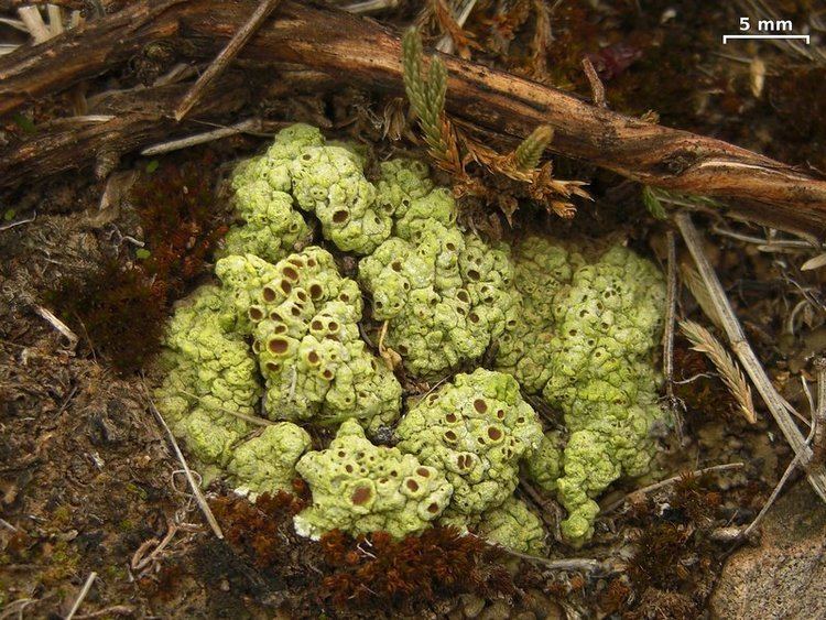 Acarospora schleicheri Ways of Enlichenment Lichens of North America