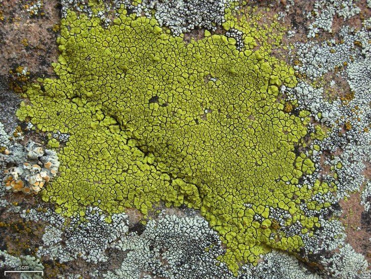 Acarospora socialis Ways of Enlichenment Lichens of North America