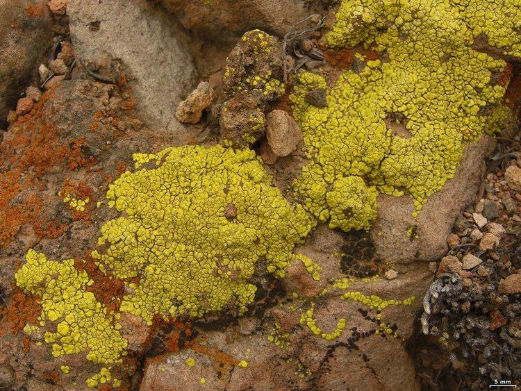 Acarospora socialis Ways of Enlichenment Lichens of North America