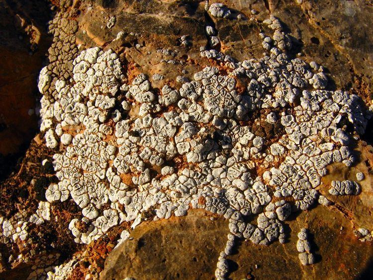 Acarospora strigata