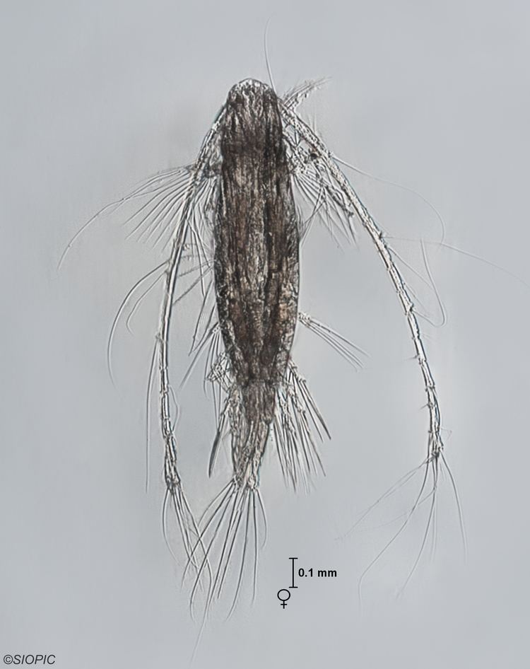 Acartia Acartia Acartia danae Zooplankton Guide