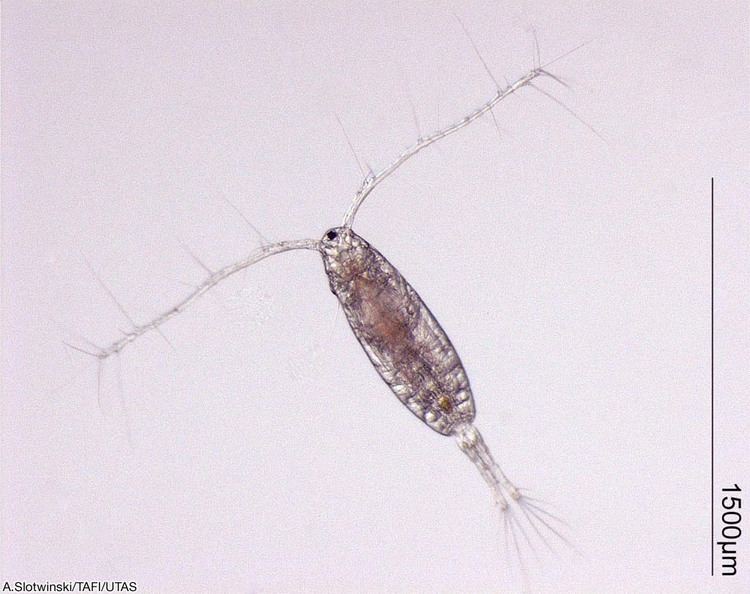 Acartia acartiatranteri Copepod Pinterest