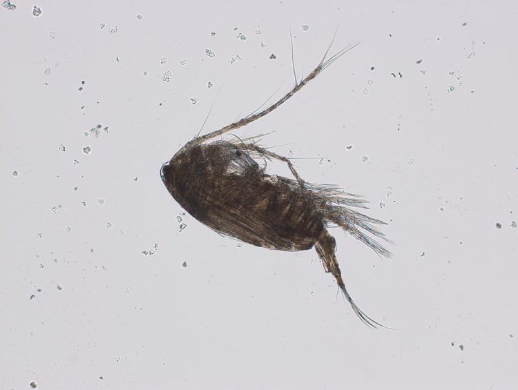 Acartia clausi Acartia clausi metacopepod