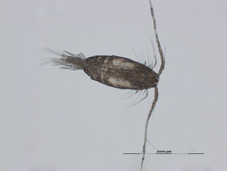 Acartia clausi Acartia clausi metacopepod