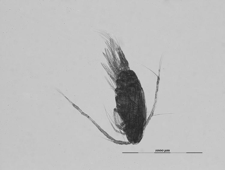 Acartia clausi Acartia clausi metacopepod