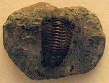 Acaste (trilobite) httpsuploadwikimediaorgwikipediacommonsthu