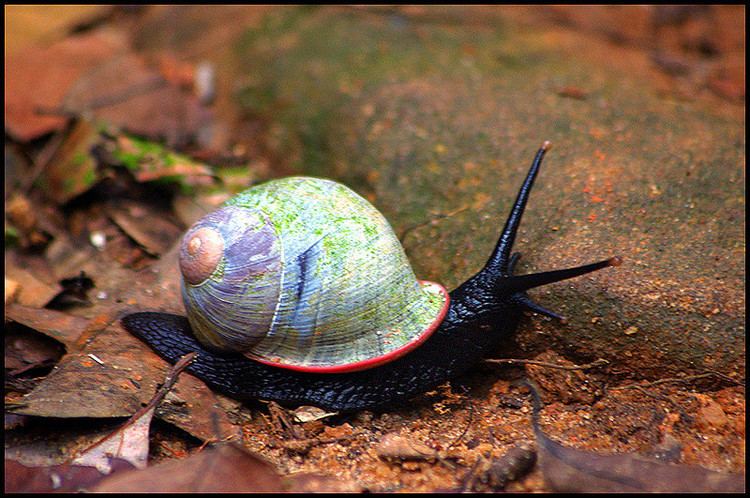 Acavus Giant Land Snail Acavus phoenix endemic to the wet zone Flickr