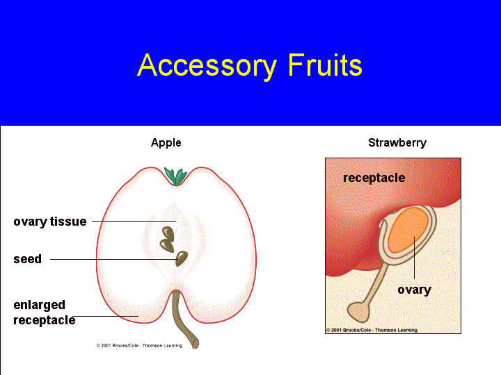 Accessory fruit Seeds and Fruits