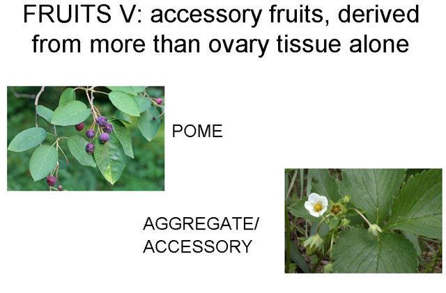 Accessory fruit Flowers and Fruits 9 Aggregates and Multiples
