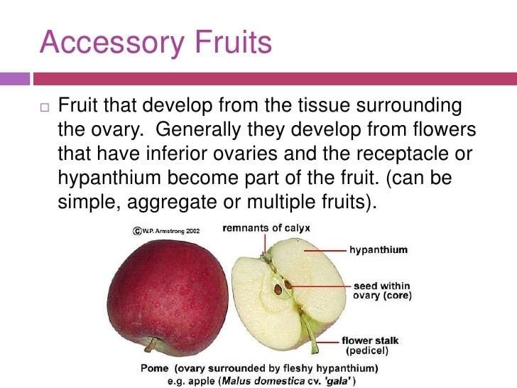 Accessory fruit Fruits amp vegetables
