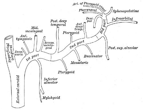 Accessory meningeal artery