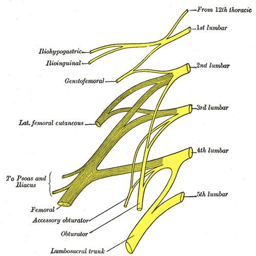 Accessory obturator nerve