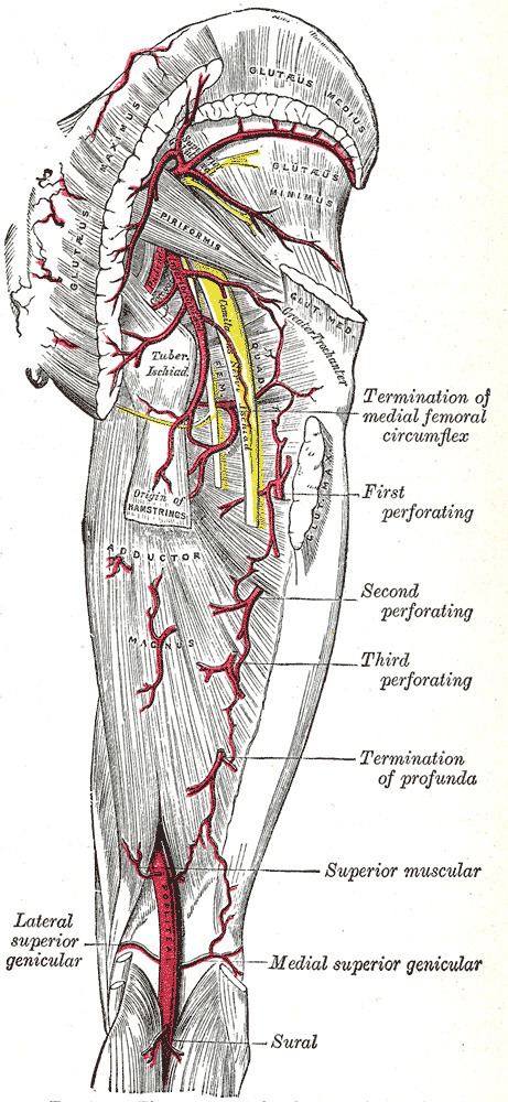 Accompanying artery of ischiadic nerve