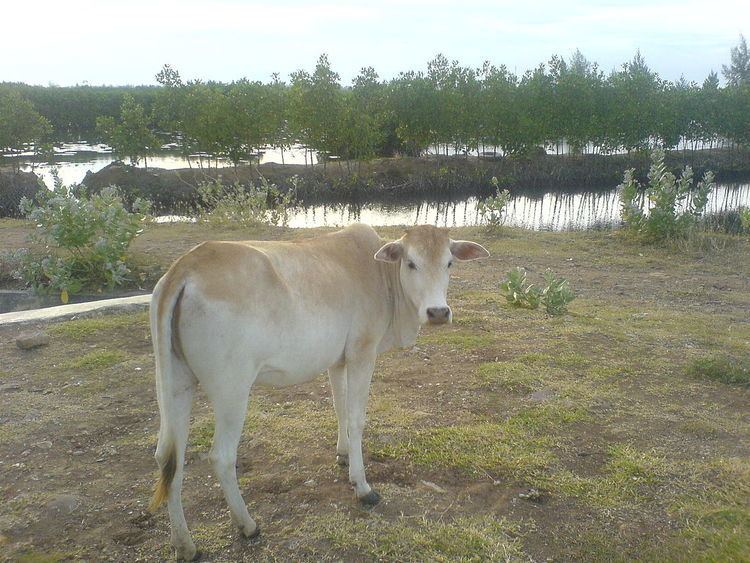 Aceh cattle