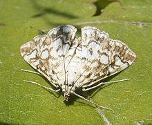 Acentropinae httpsuploadwikimediaorgwikipediacommonsthu