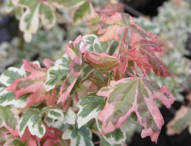 Acer campestre 'Carnival' Green Value Nursery Trees Ornamental Trees Acer campestre