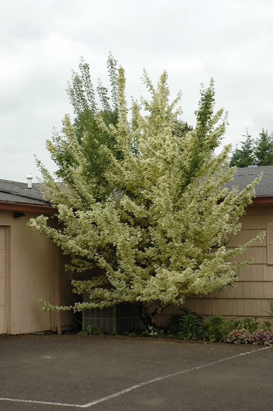 Acer campestre 'Carnival' Carnival Hedge Maple Acer campestre 39Carnival39 in Columbus Dublin