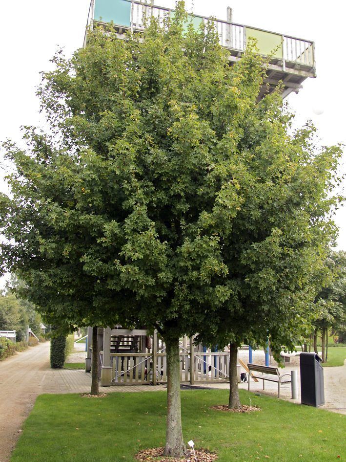 Acer campestre 'Elsrijk' Elsrijk Field Maple 16quot Pot Hello Hello Plants amp Garden Supplies