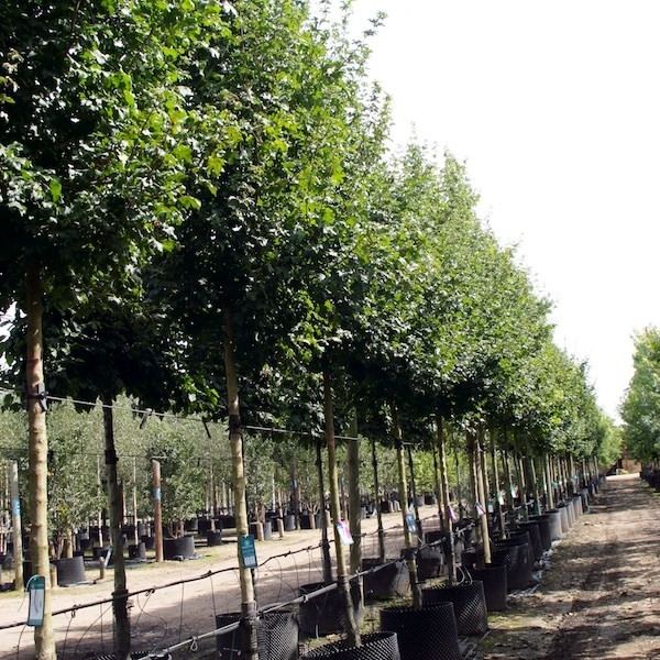 Acer campestre 'Elsrijk' Acer campestre 39Elsrijk39 Field Maple Dutch form Tree Shrub