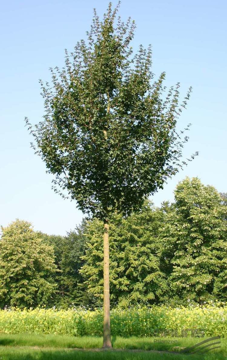 Acer campestre 'Elsrijk' ACER campestre 39Elsrijk39 Pflanzen null Bruns Site