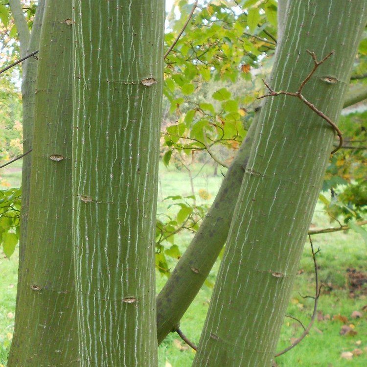 Acer capillipes Acer Capillipies Snake Bark Maple Acer Trees Acer Maple Tree
