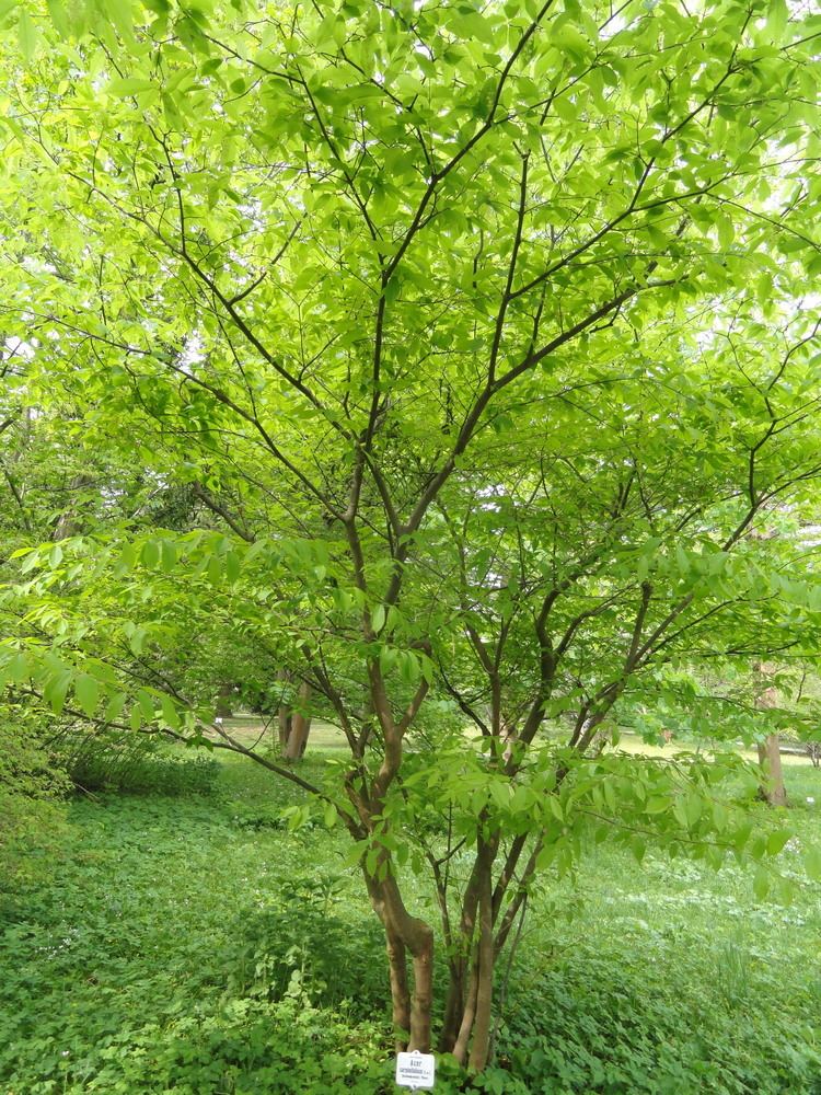 Acer carpinifolium FileAcer carpinifolium Botanischer Garten MnchenNymphenburg