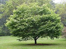 Acer carpinifolium httpsuploadwikimediaorgwikipediacommonsthu