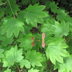 Acer circinatum Washington Native Plant Society Photograph of Acer circinatum