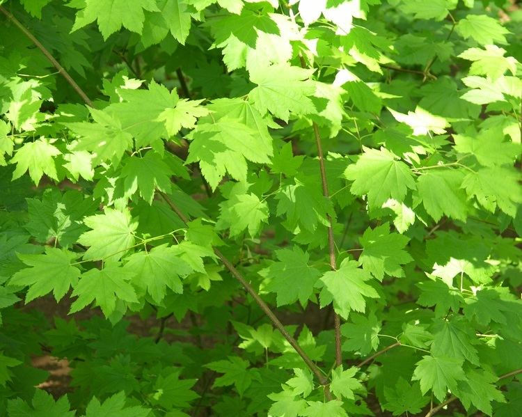 Acer circinatum wwwnwplantscomimagescommonsAcercircinatumjk