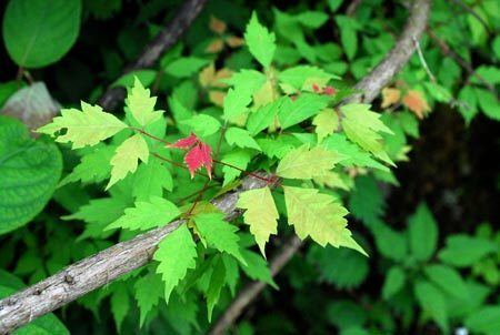 Acer cissifolium Acer cissifolium