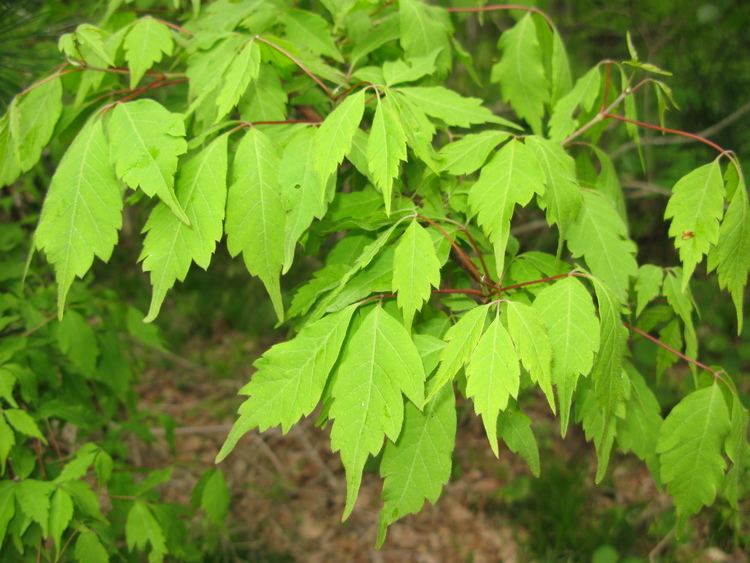Acer cissifolium FileAcer cissifolium 4JPG Wikimedia Commons
