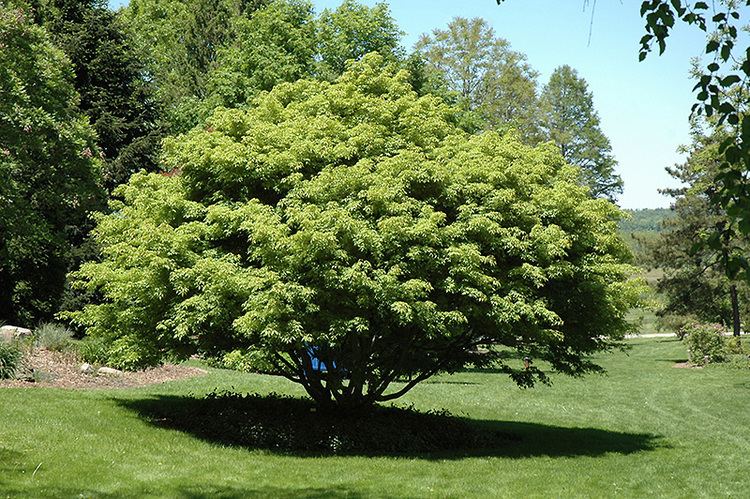 Acer cissifolium Ivyleaved Maple Acer cissifolium in Ottawa Nepean Kanata