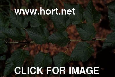 Acer crataegifolium Acer crataegifolium leaves 1 of 2 hortnet photo gallery