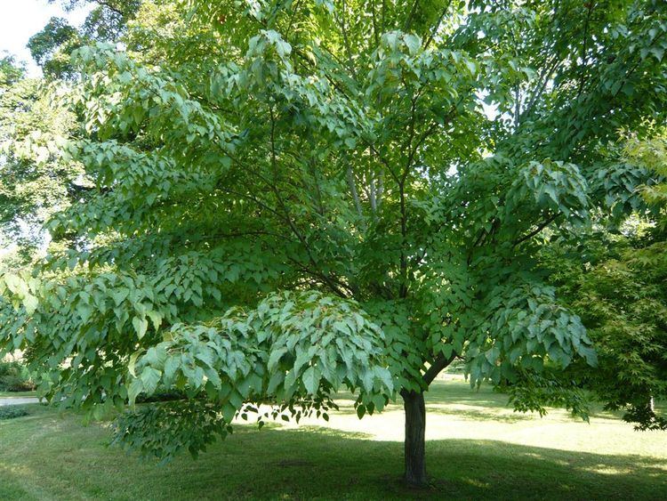 Acer davidii - Alchetron, The Free Social Encyclopedia