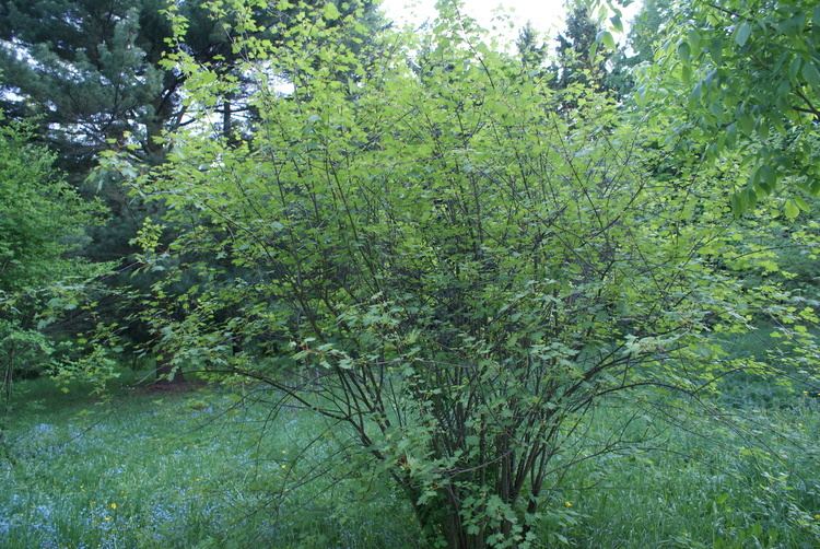 Acer glabrum FileAcer glabrum in Botanical garden Minsk 01JPG Wikimedia Commons
