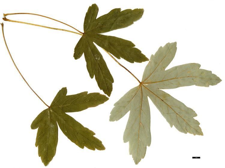 Acer heldreichii JDL Acer heldreichii subsp heldreichii 1 Henriette39s Herbal