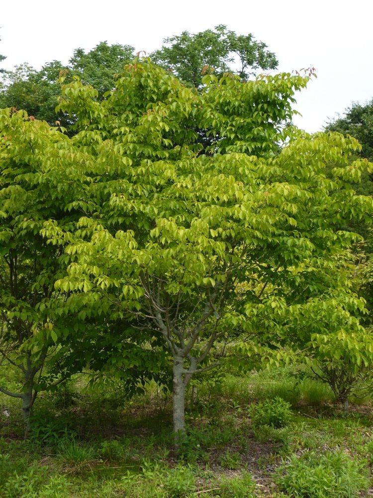 Acer henryi Henry39s Maple Grimm39s Gardens