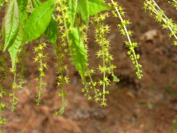 Acer henryi FileAcer henryi Arnold Arboretum IMG 6039JPG Wikimedia Commons