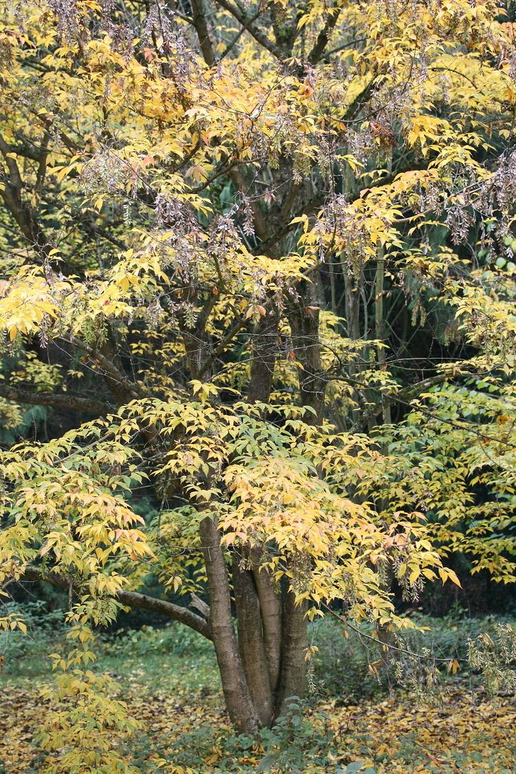 Acer henryi httpsuploadwikimediaorgwikipediacommons66