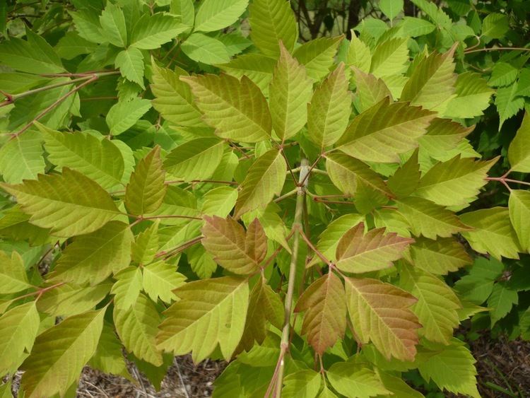 Acer henryi Great Hill Horicultural Foundation