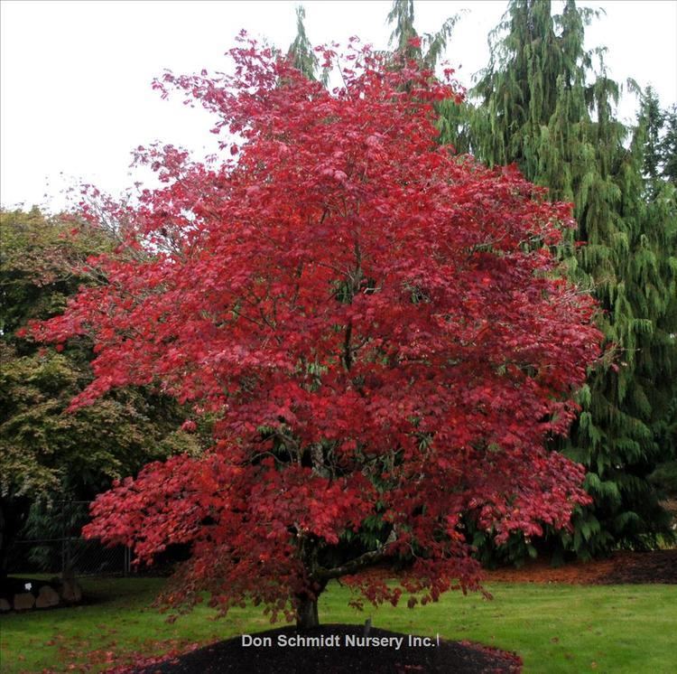 Acer japonicum - Alchetron, The Free Social Encyclopedia