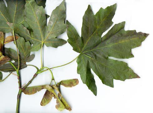 Acer macrophyllum Profile Acer macrophyllum