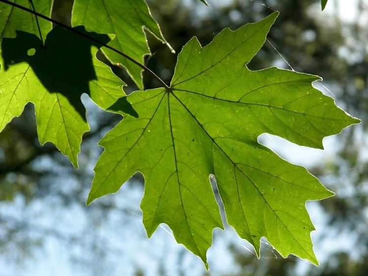 Acer macrophyllum BigLeaf Maple Acer macrophyllum Pacific northwest native tree